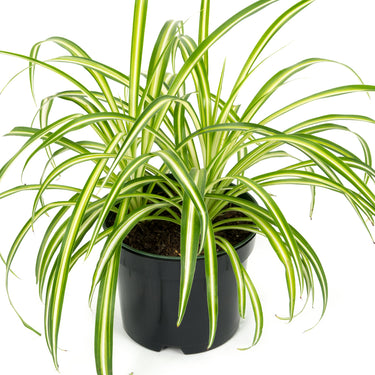 Chlorophytum