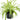 Chlorophytum
