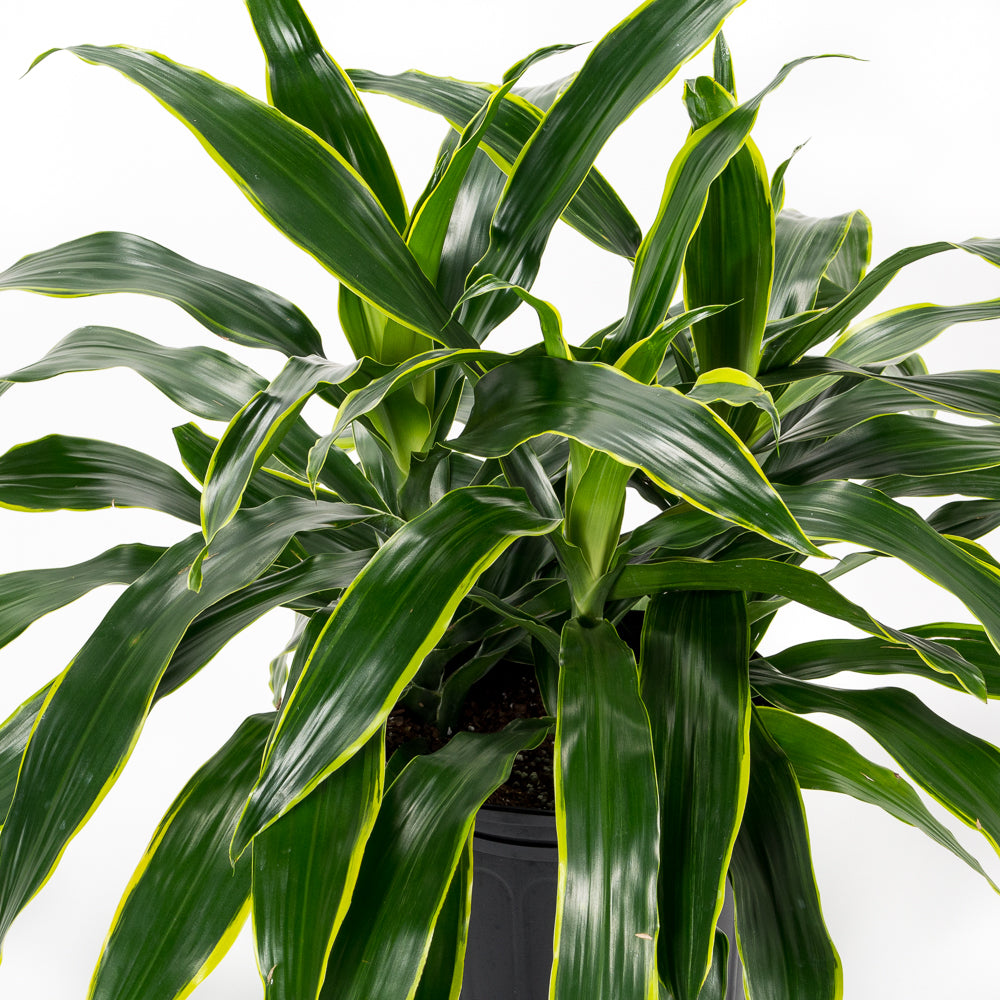 art dracaena Natural plants - Dracaena Art
