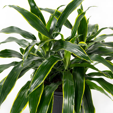 Dracaena Art