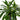 Dracaena Art