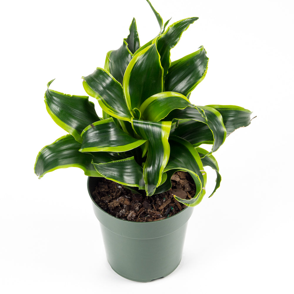 dracaena fragrans dorado Natural plants - Dracaena Dorado