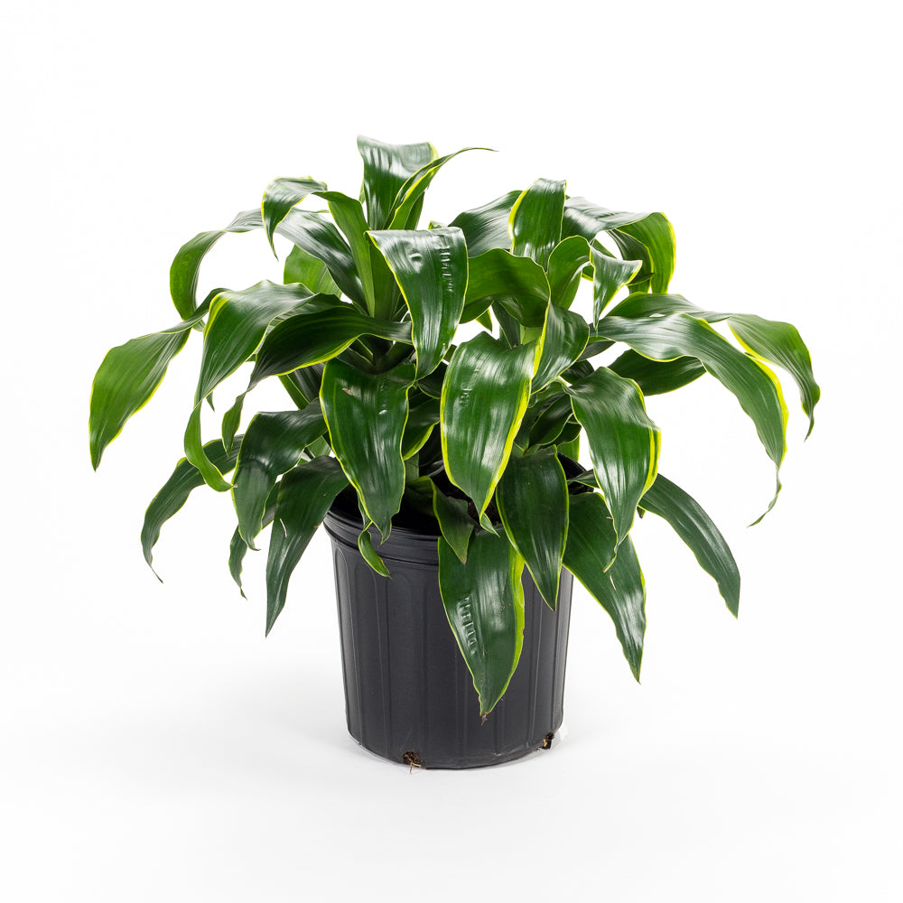 dracaena fragrans dorado Natural plants - Dracaena Dorado