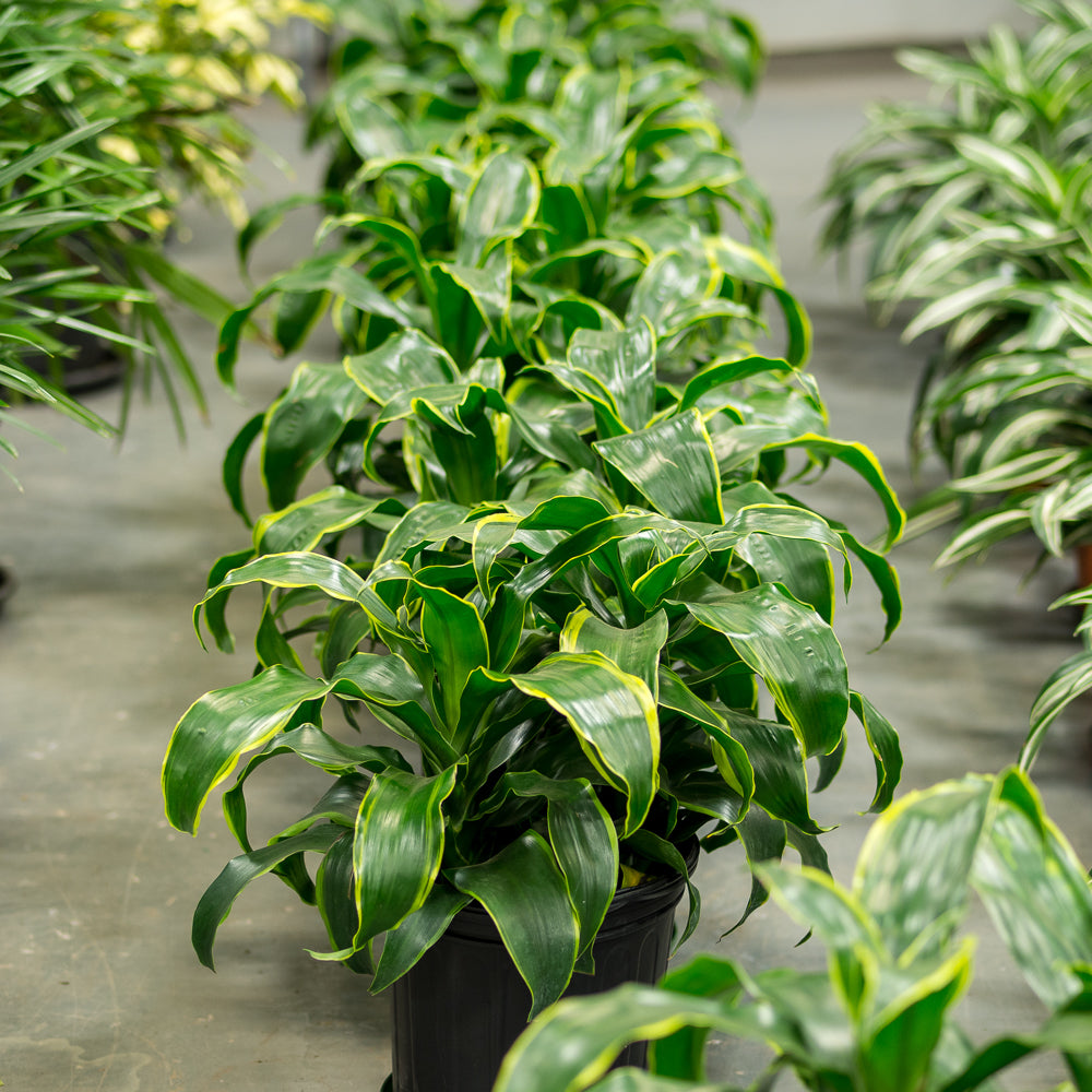 dracaena dorado light Natural plants - Dracaena Dorado