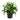 Dracaena Dorado