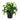 Dracaena Dorado