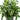 Dracaena Dorado