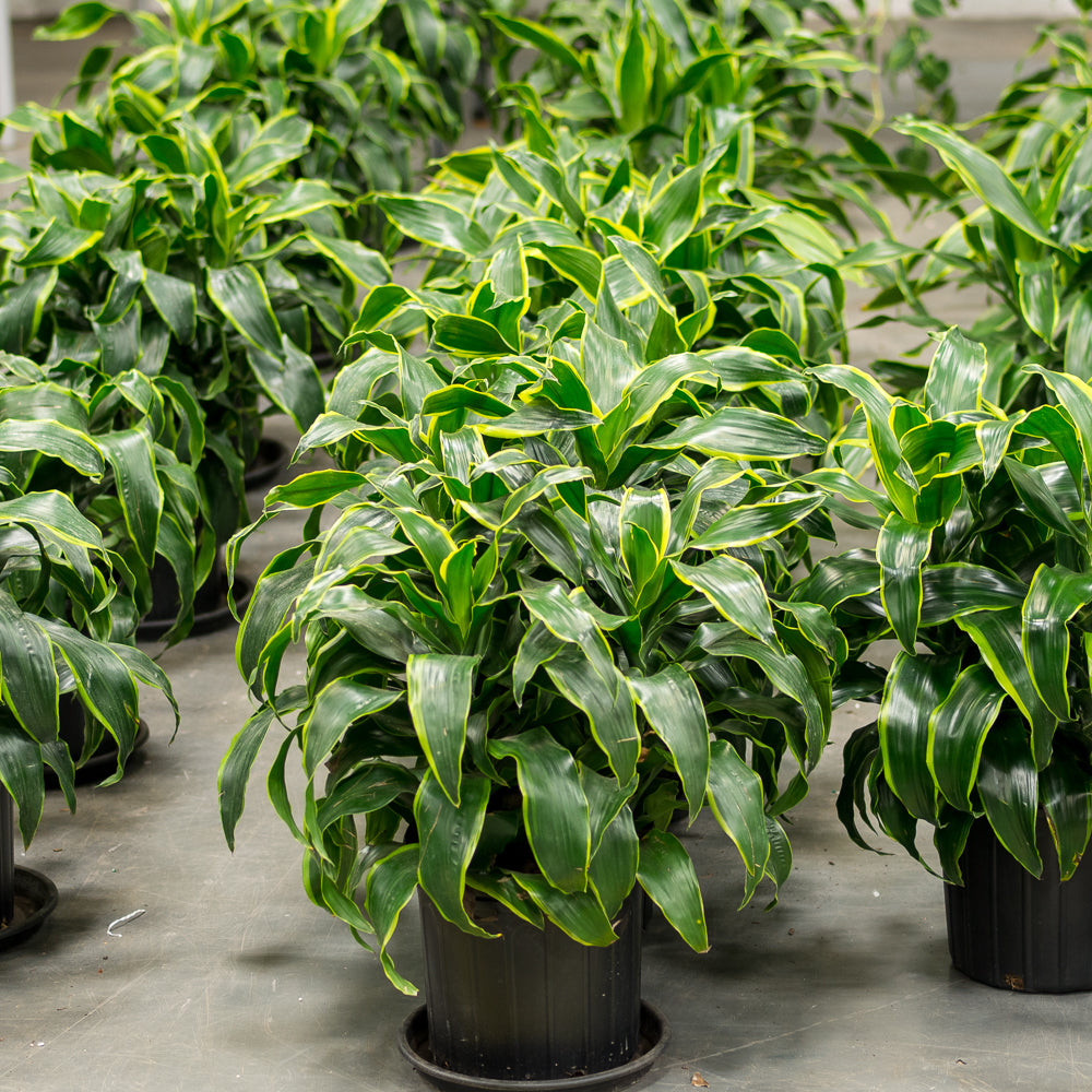 vigoro dracaena dorado Natural plants - Dracaena Dorado