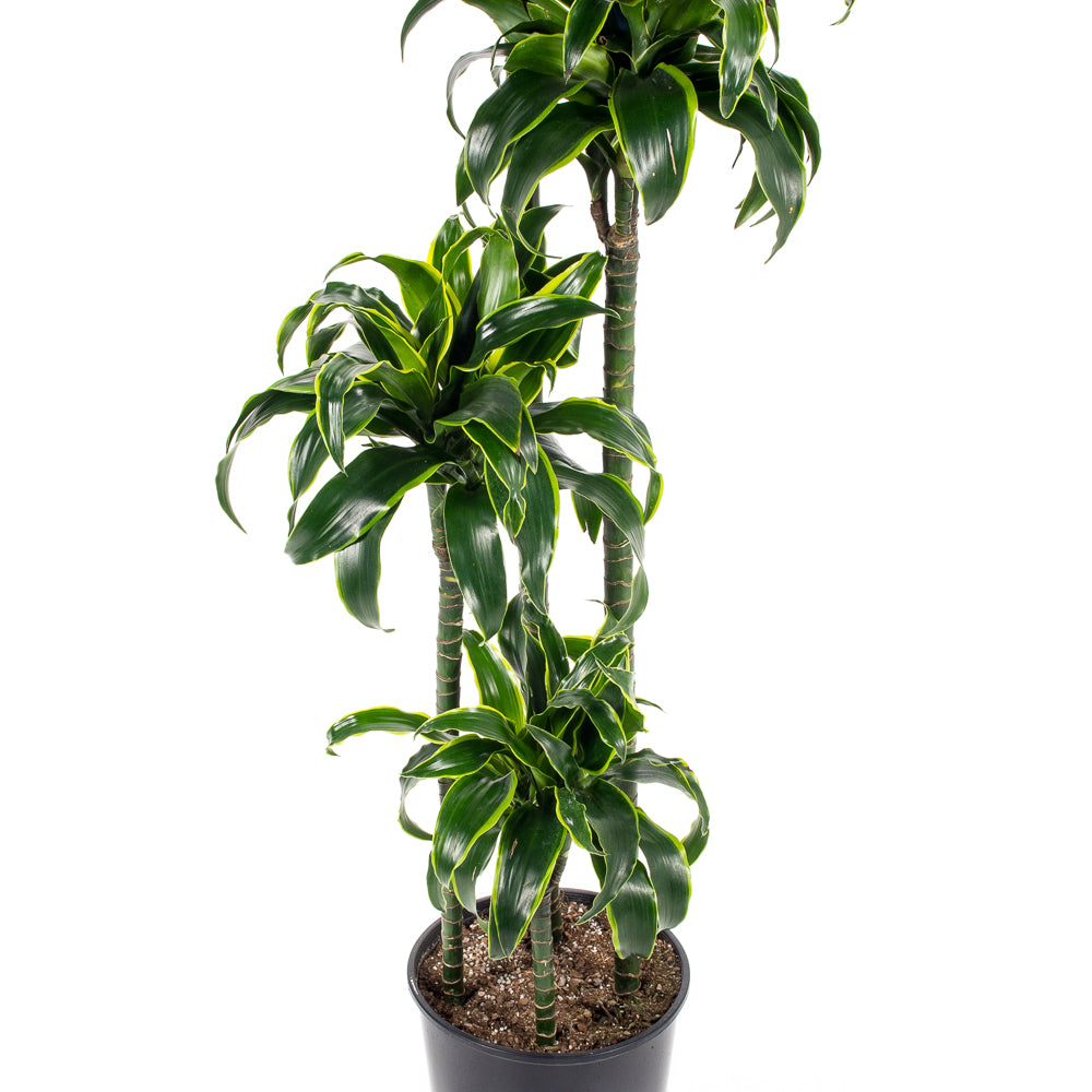 dracaena dorado cane Natural plants - Dracaena Dorado