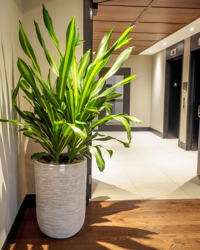 dracaena giganta plant Natural plants - Dracaena Giganta