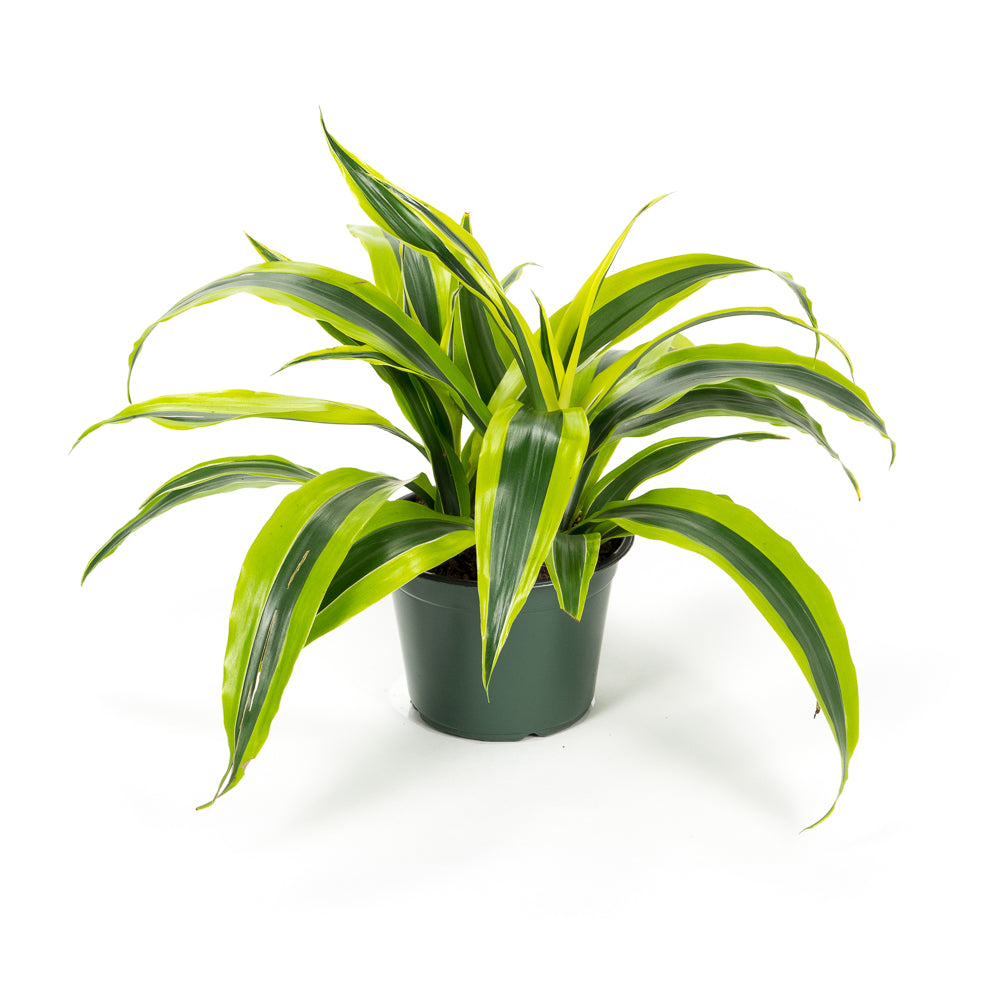 dracaena star Natural plants - Dracaena Goldstar
