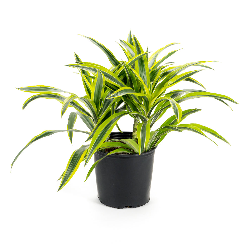 dracaena goldstar Natural plants - Dracaena Goldstar