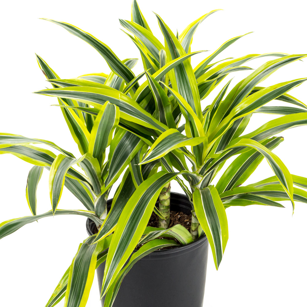 dracaena warneckii gold star Natural plants - Dracaena Goldstar
