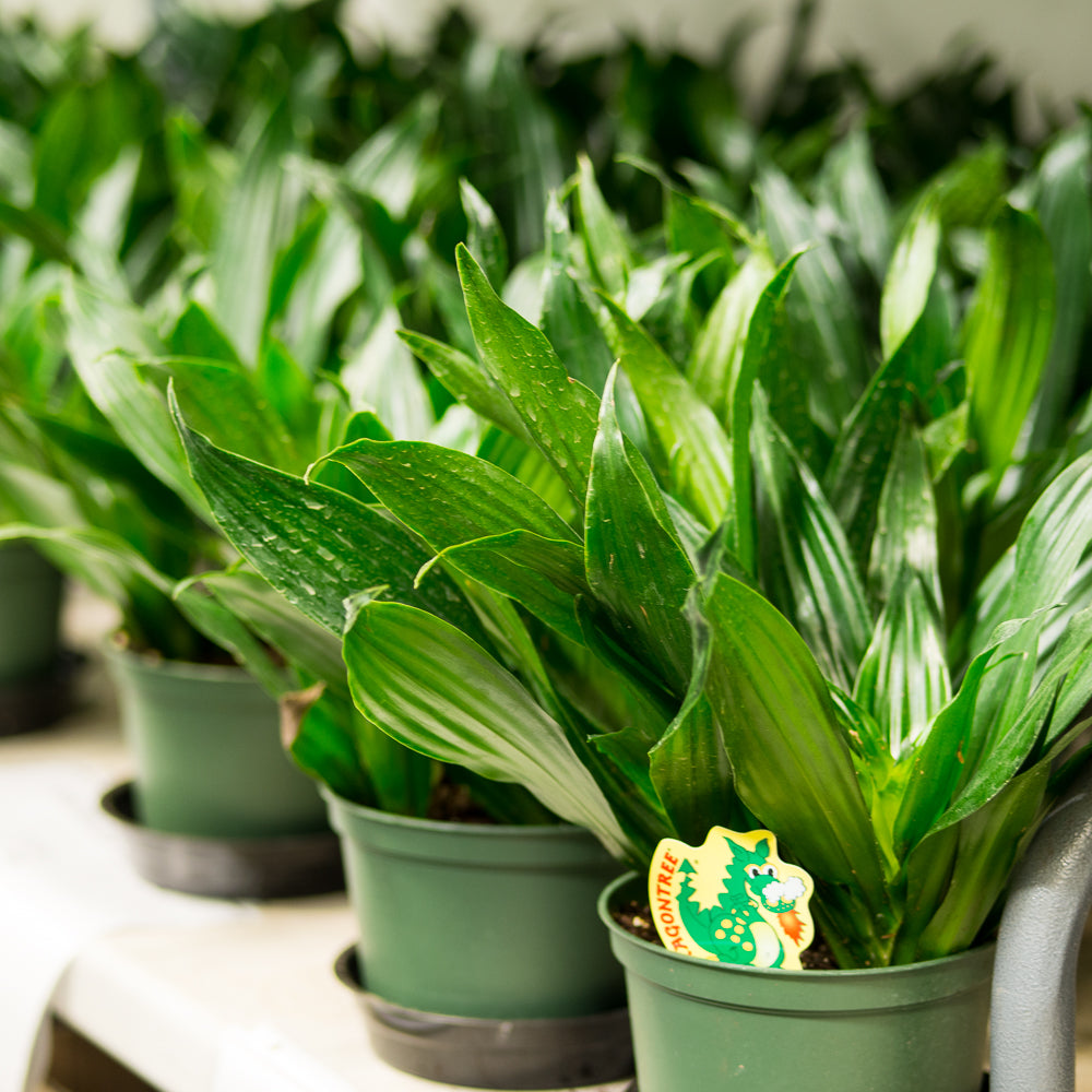 dracaena compacta green jewel Natural plants - Dracaena Green Jewel