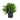 Dracaena Green Jewel
