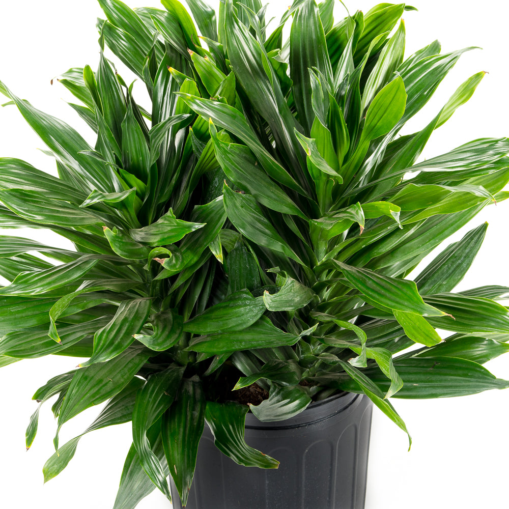 dracaena green jewel cane Natural plants - Dracaena Green Jewel