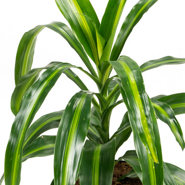 Dracaena Hawaiian Sunshine