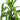 Dracaena Hawaiian Sunshine