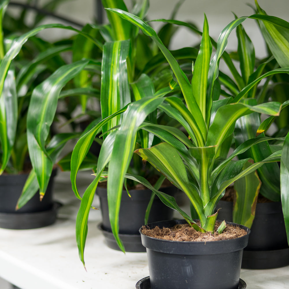 dracaena hawaiian sunshine care Natural plants - Dracaena Hawaiian Sunshine