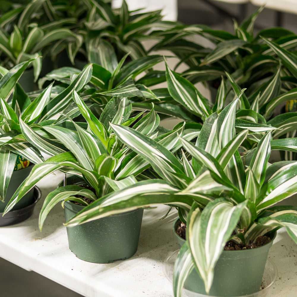 dracaena fragrans jade jewel Natural plants - Dracaena Jade Jewel
