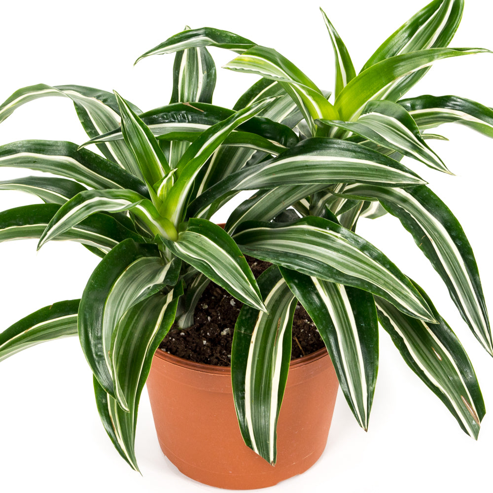 dracaena jade jewel care Natural plants - Dracaena Jade Jewel