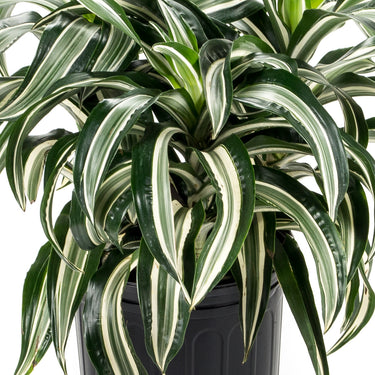Dracaena Jade Jewel