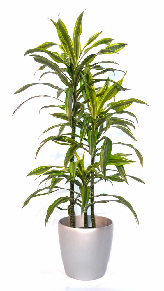 dracaena warneckii gold star Plantes naturelles - Dracaena Goldstar - cane