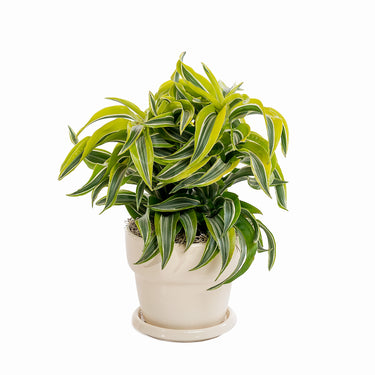 Dracaena Lemon Surprise