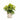 Dracaena Lemon Surprise