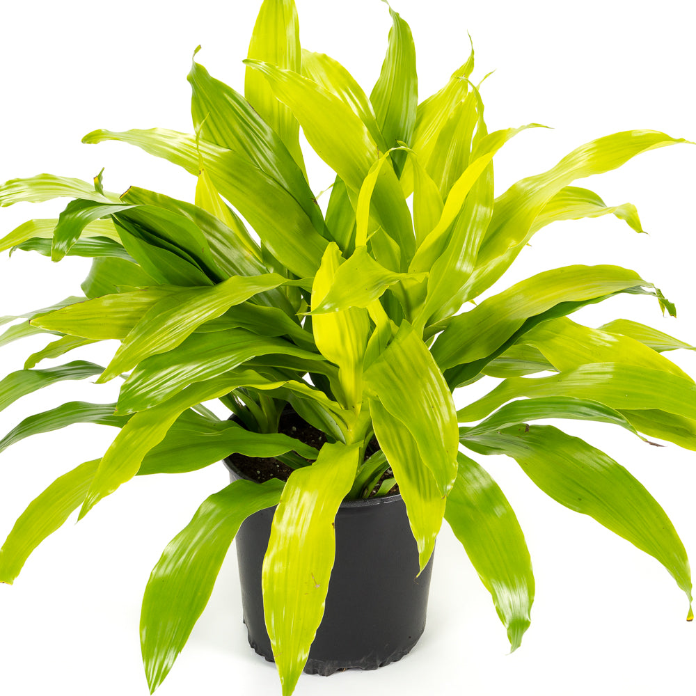dracaena limelight outdoors Natural plants - Dracaena Lime Light