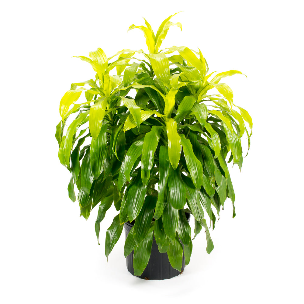 dracaena lumiere Plantes naturelles - Dracaena Lime Light