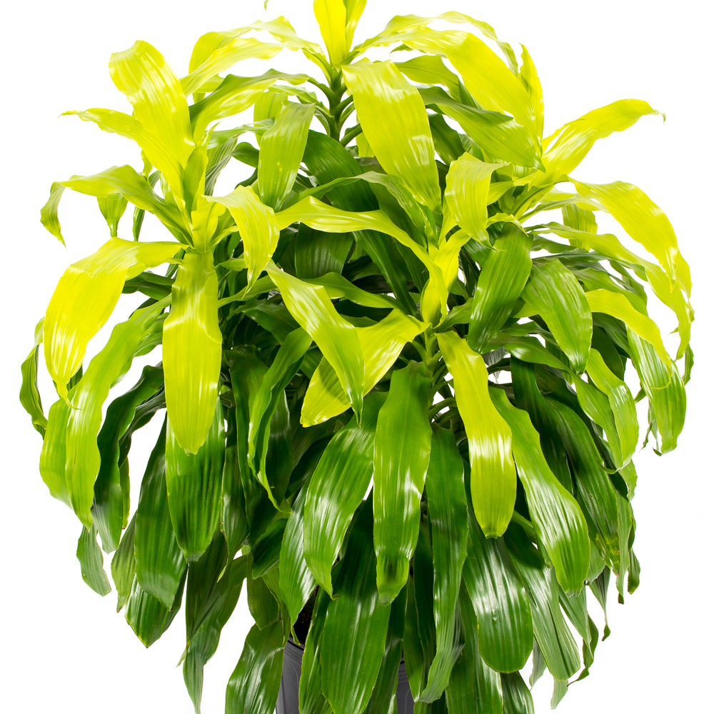 dracaena plant light Natural plants - Dracaena Lime Light