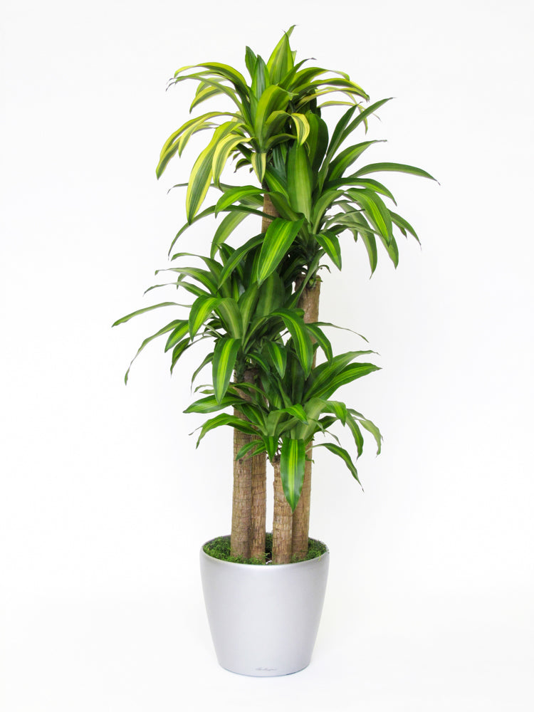 dracaena massangeana entretien Plantes naturelles - Dracaena Massangeana canne
