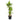 Dracaena Massangeana - canne