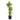 Dracaena Massangeana - cane