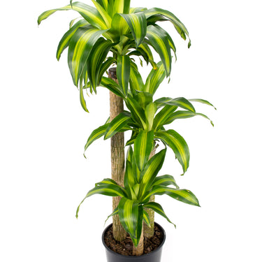 Dracaena Massangeana - canne