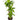 Dracaena Massangeana - cane