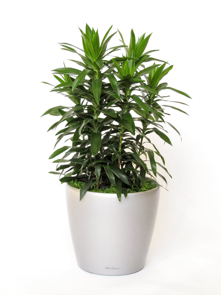 dracaena reflexa planta Natural plants - Dracaena Reflexa