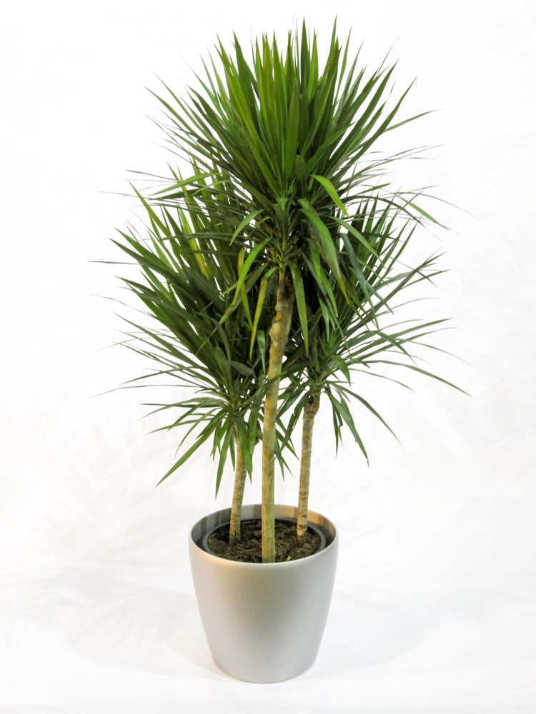 dracaena tarzan tree form Natural plants - Dracaena Tarzan - cane