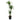 Dracaena Ulysse - cane