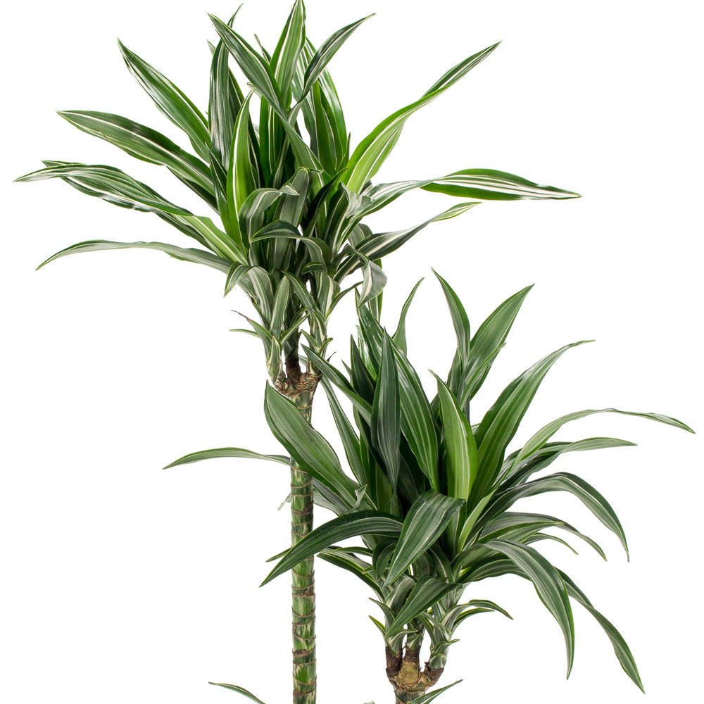 dracaena warneckii ulises Natural plants - Dracaena Ulysse - cane