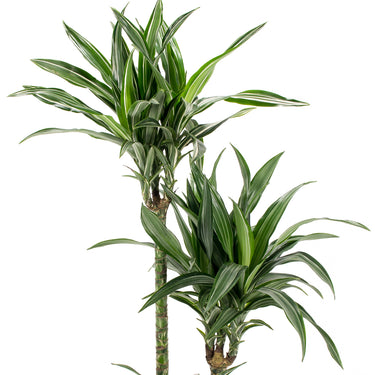 Dracaena Ulysse - canne