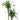 Dracaena Ulysse - cane