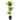 Dracaena Goldstar - cane