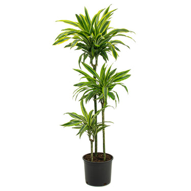 Dracaena Goldstar - canne