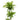 Dracaena Goldstar - cane