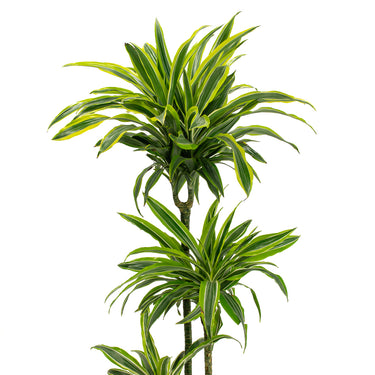 Dracaena Goldstar - canne