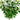 Ficus Daniella - tree