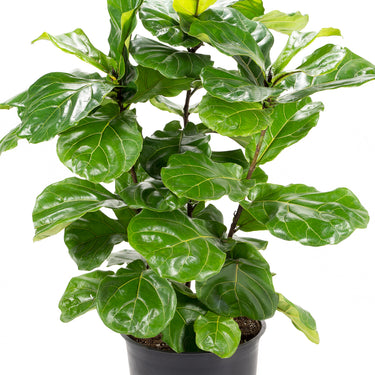 Ficus Lyrata