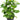 Ficus Lyrata